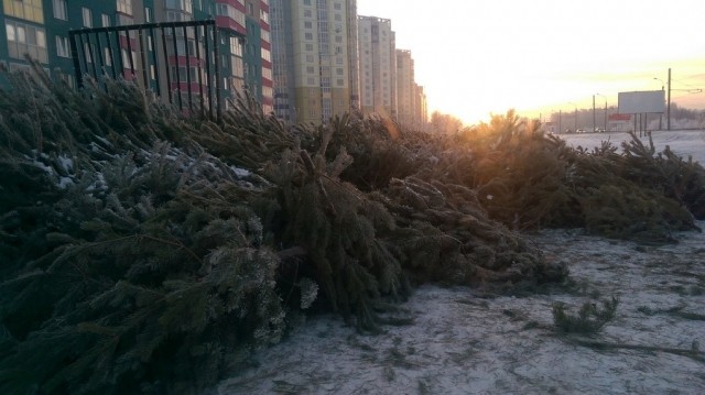Администрации Нижнего Новгорода пришлось принять собственные меры по вывозу брошенных на новогодних базарах елей