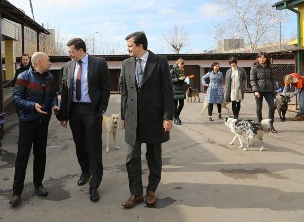 Разработанный нижегородскими единороссами законопроект о регулирования численности бездомных животных рассмотрят в Госдуме