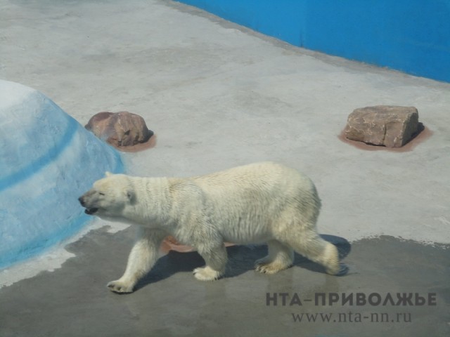 Нижегородский "Лимпопо" стал шестнадцатым среди российских зоопарков, где живут белые медведи