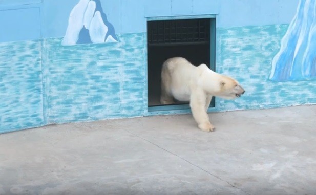 Белый медведь поселился в нижегородском зоопарке (Видео)