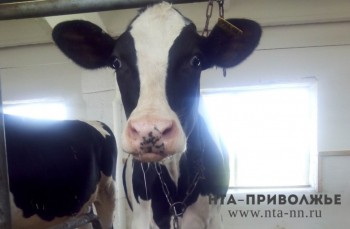 Депутаты ЗС НО предлагают улучшить ситуацию с ценообразованием в молочной отрасли